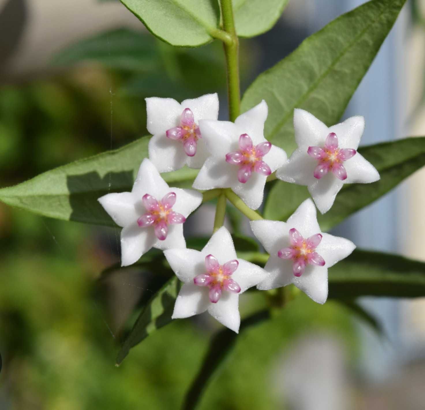 Хоя прекрасна, Хоя белла, Hoya bella