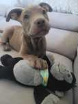 American Pit Bull Silvefawn liliowa suczka