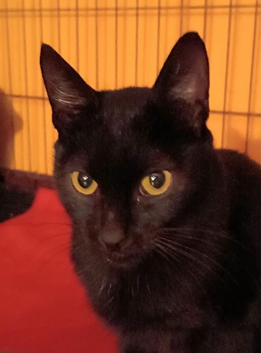 Gatinho juvenil resgatado da rua!