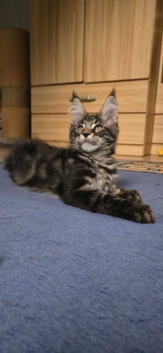 Maine Coon przepiękny klasyk