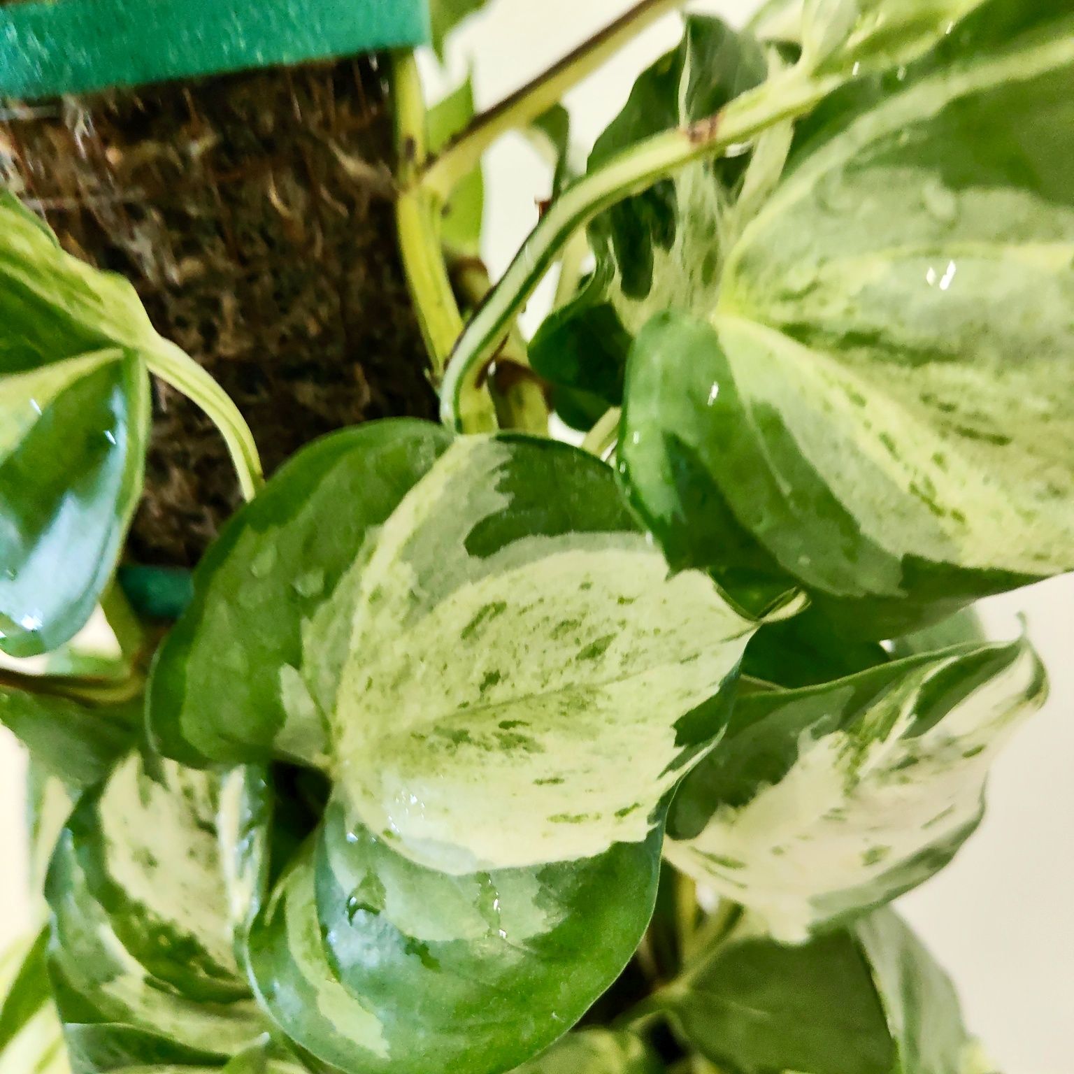 Epipremnum "Manjula Pothos" // planta interior