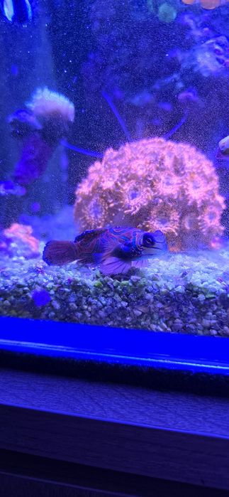 Akwarium morskie życie