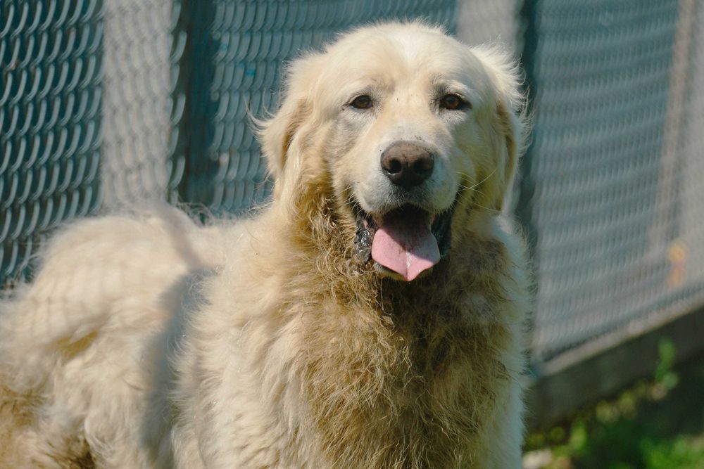 JASPER - piękny pies w typie owczarek podhalański
