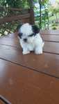 Szczeniak shih-tzu