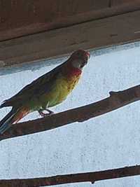 Papugi kolorowe z woljery