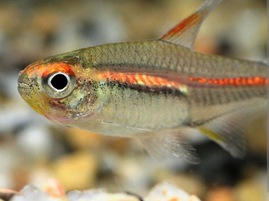 Zwinnik jarzeniec Kraków (Swoszowice)