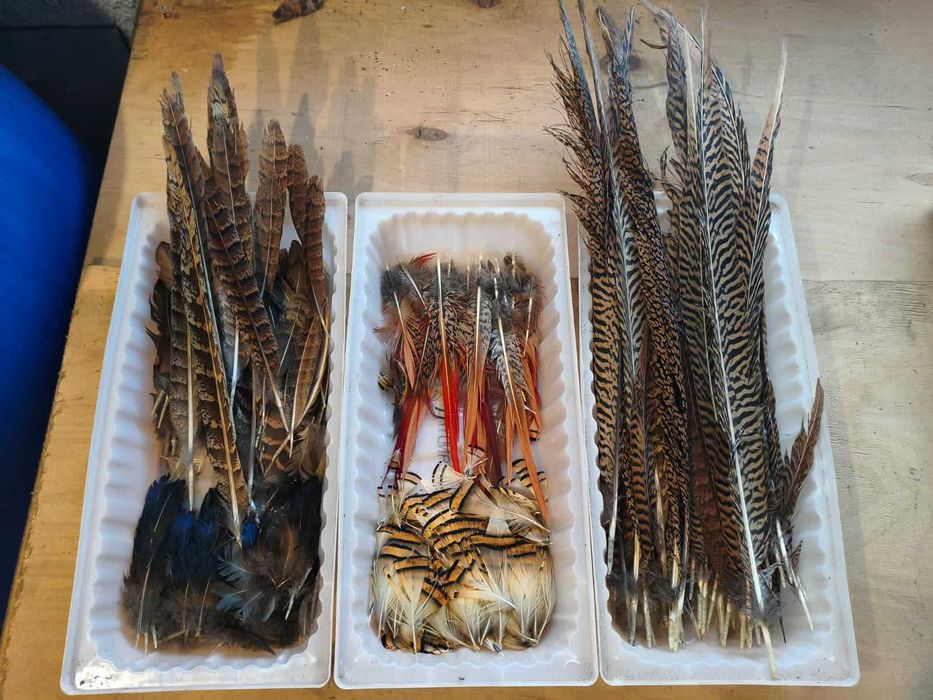 Pióra Bażantów Złocistych