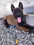 Pastor Belga Malinois fêmea