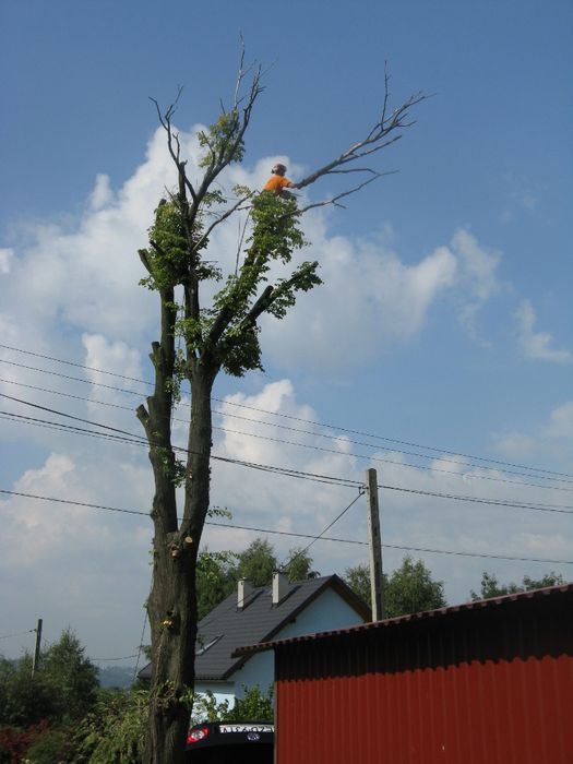 Wycinka i pielęgnacja drzew, prace na wysokości i koszenie mulczowanie