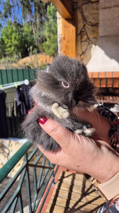 Coelhos Anões bebés com 2 meses.