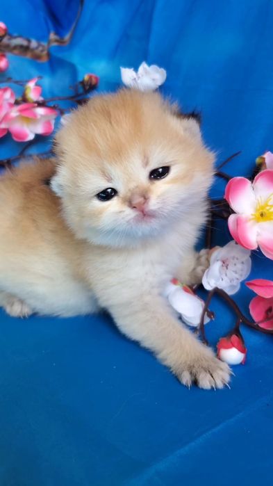 Ласковые лапулички, ручные котята золотая шиншилла