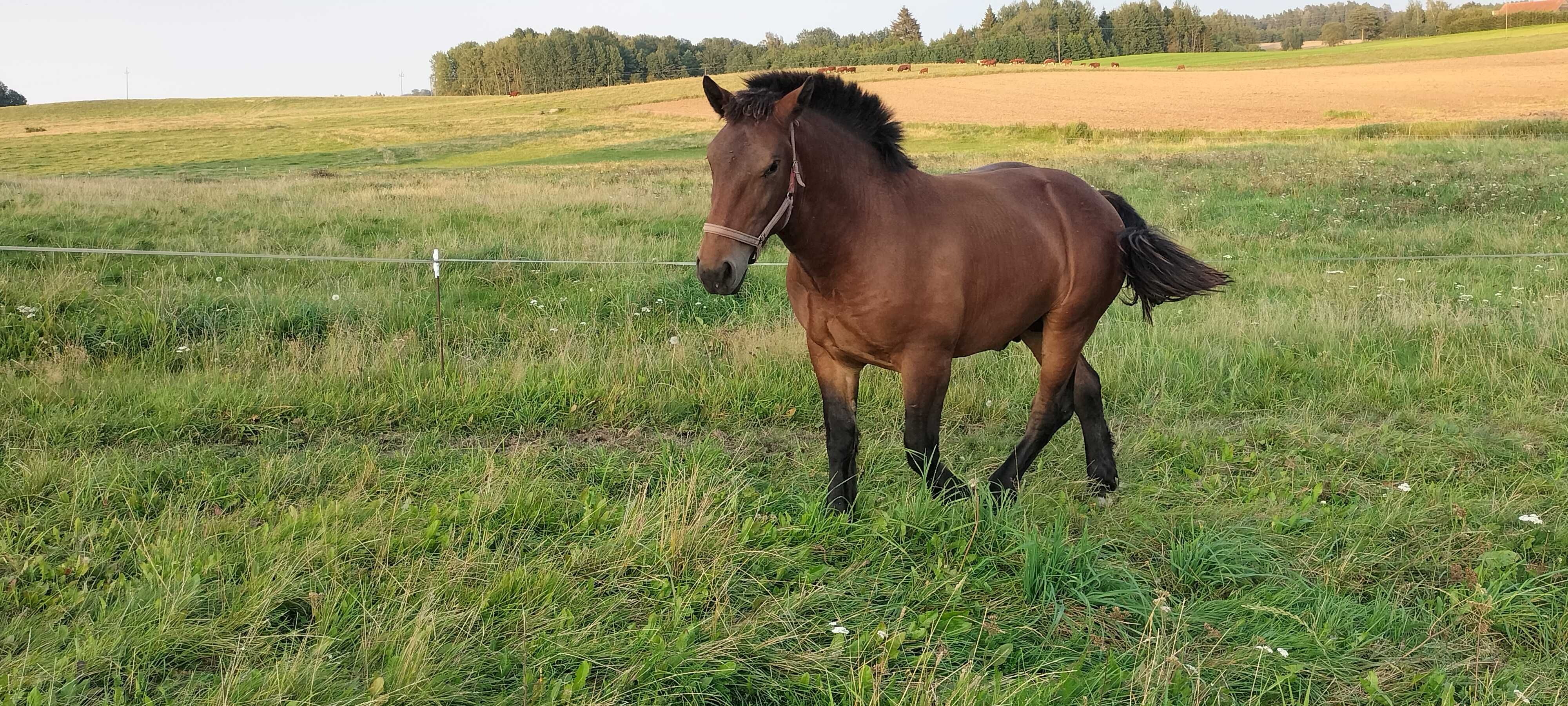 Sprzedam ogierki zimnokrwiste