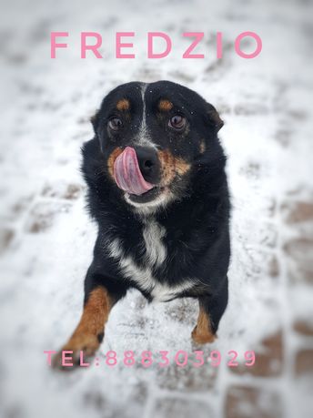 Fredzio- mały piesek do adopcji