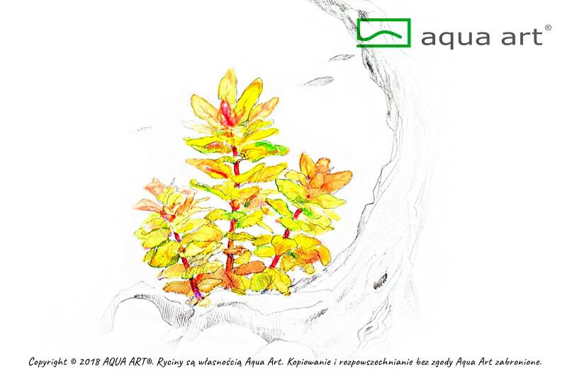 Ludwigia Sphaerocarpa Pilosa invitro MASSON