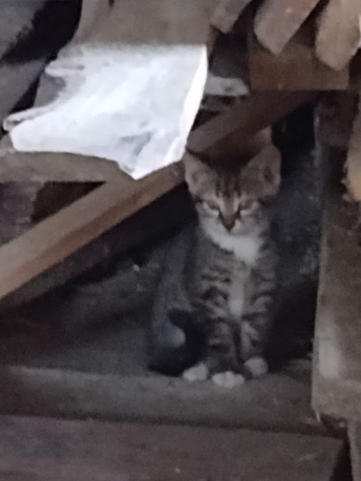Kotki koty kocięta