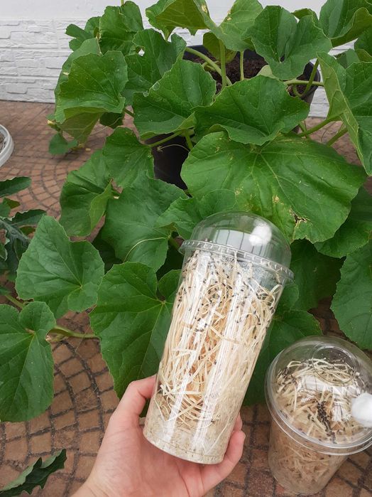 6x Muszki nieloty Drosophila hydei