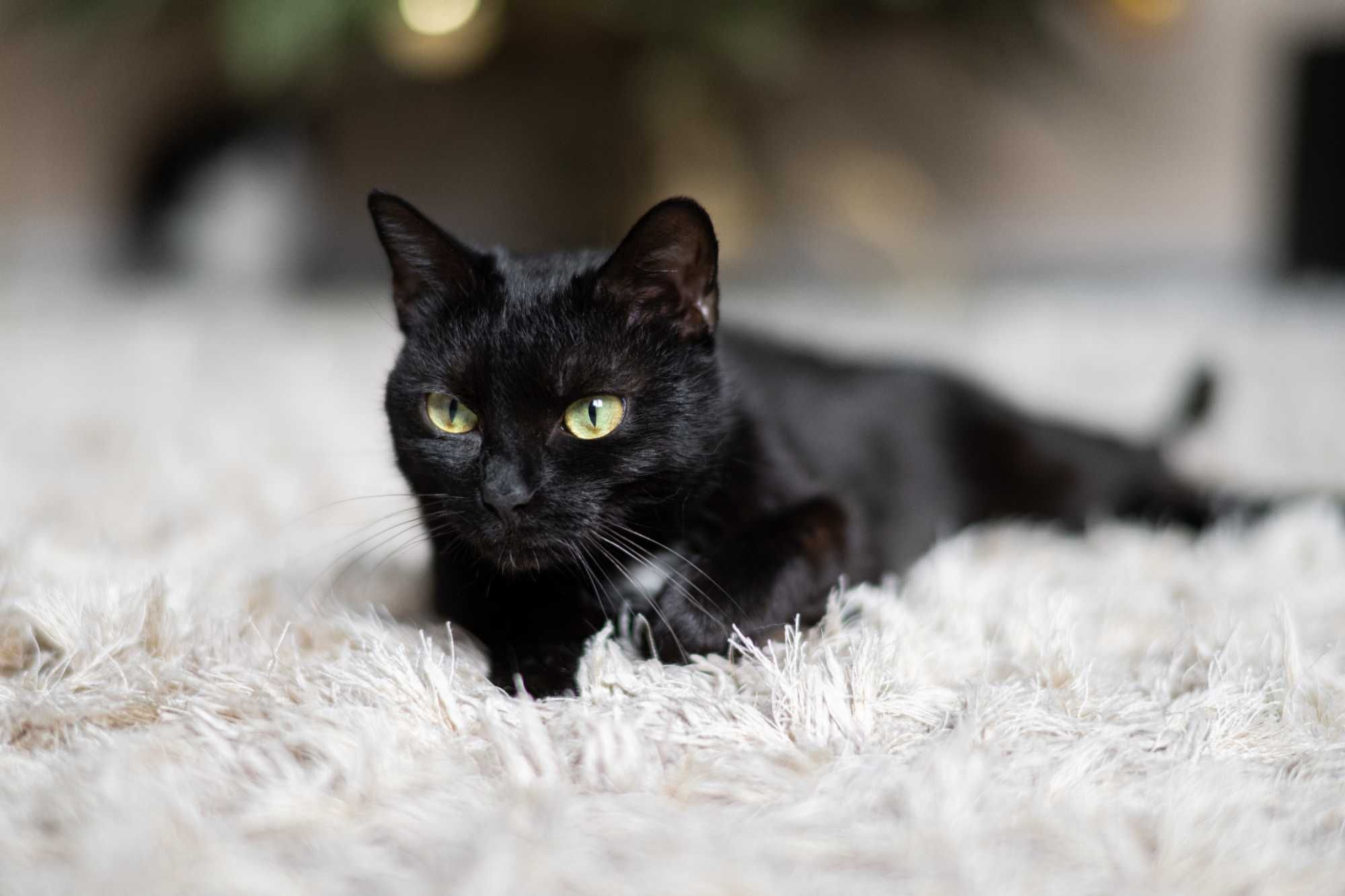 Kotka Luka - czarna piękność