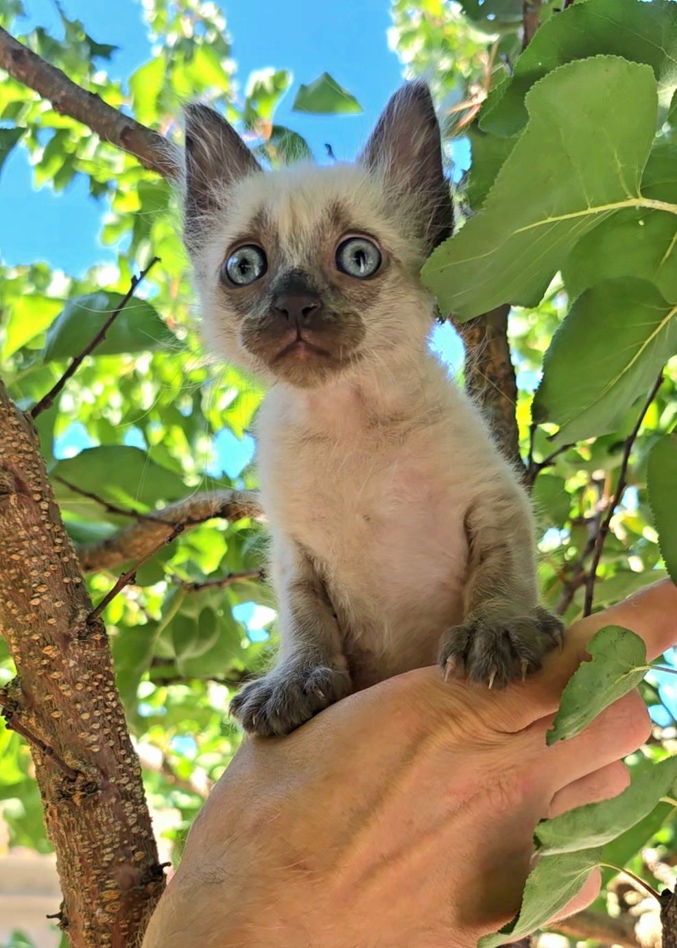 Gatinha bebé para Adoção.