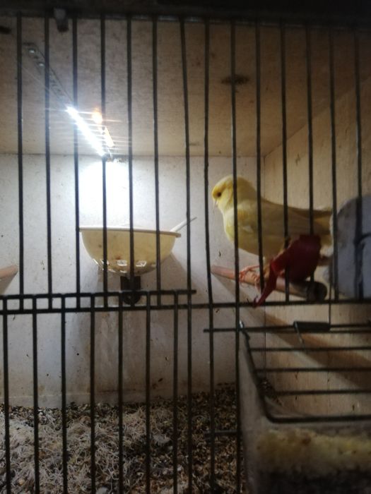 Kanarki na pełnym spiewie  samce samiczki