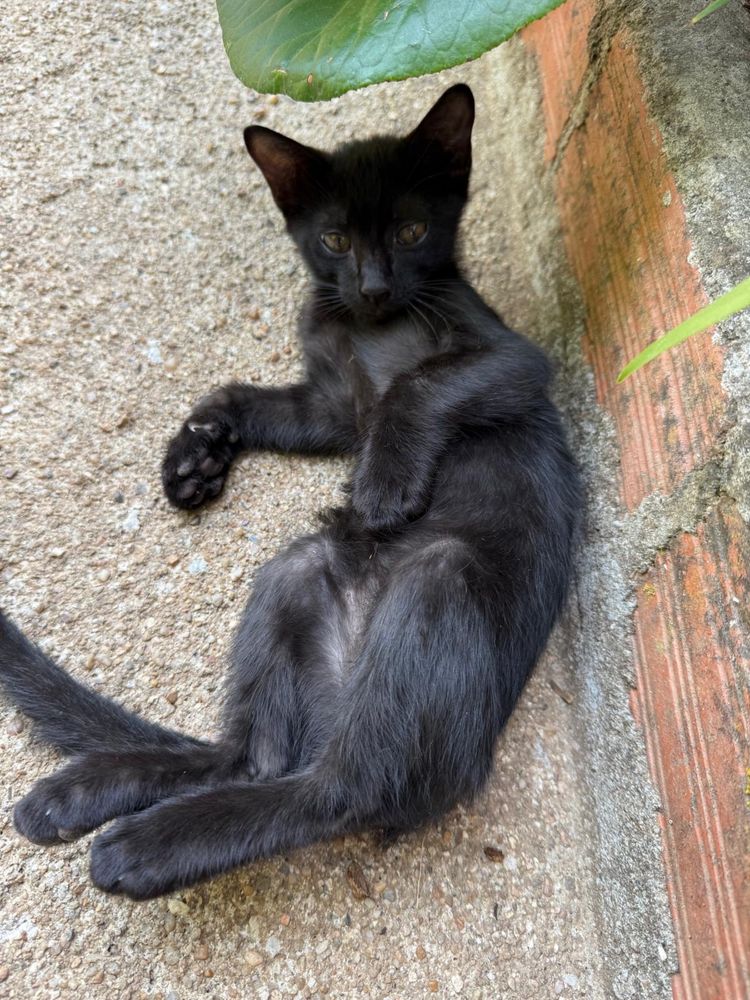 Gatinhos para adoção