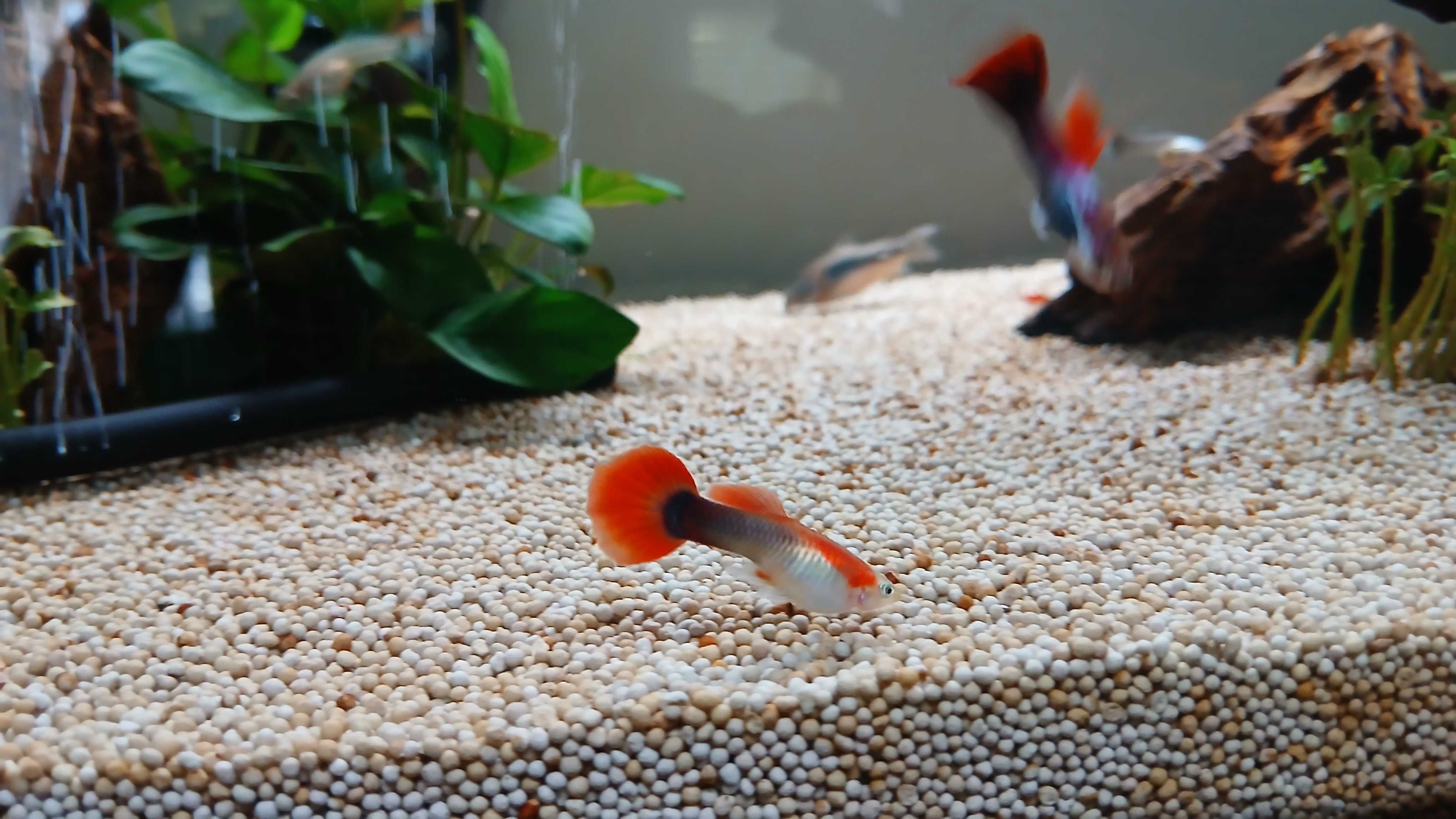 2 guppy macho rabo vermelho