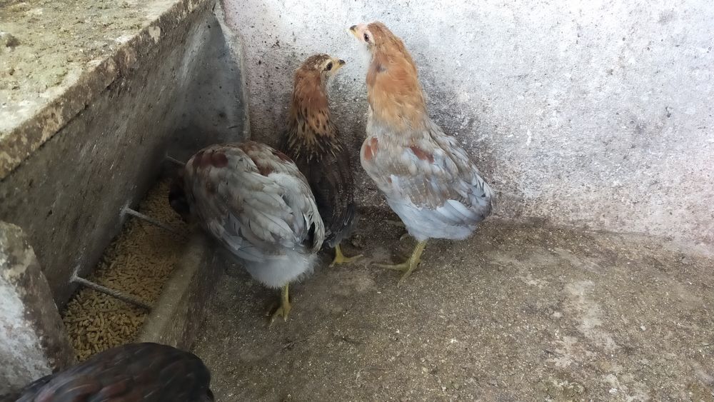 Pintos Araucana - Ovos azuis / verdes