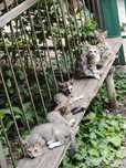 Отдаю бесплатно котят