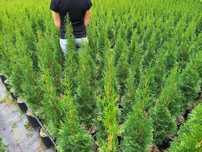 Tuja Thuja Szmaragd 100-120 cm W DONICY 5L Producent