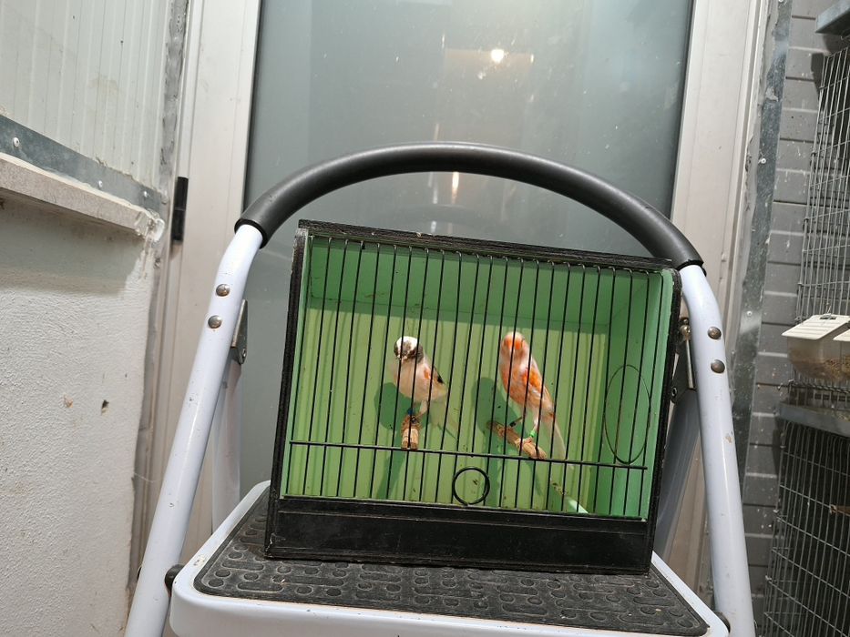 Canarios alecrim portugues