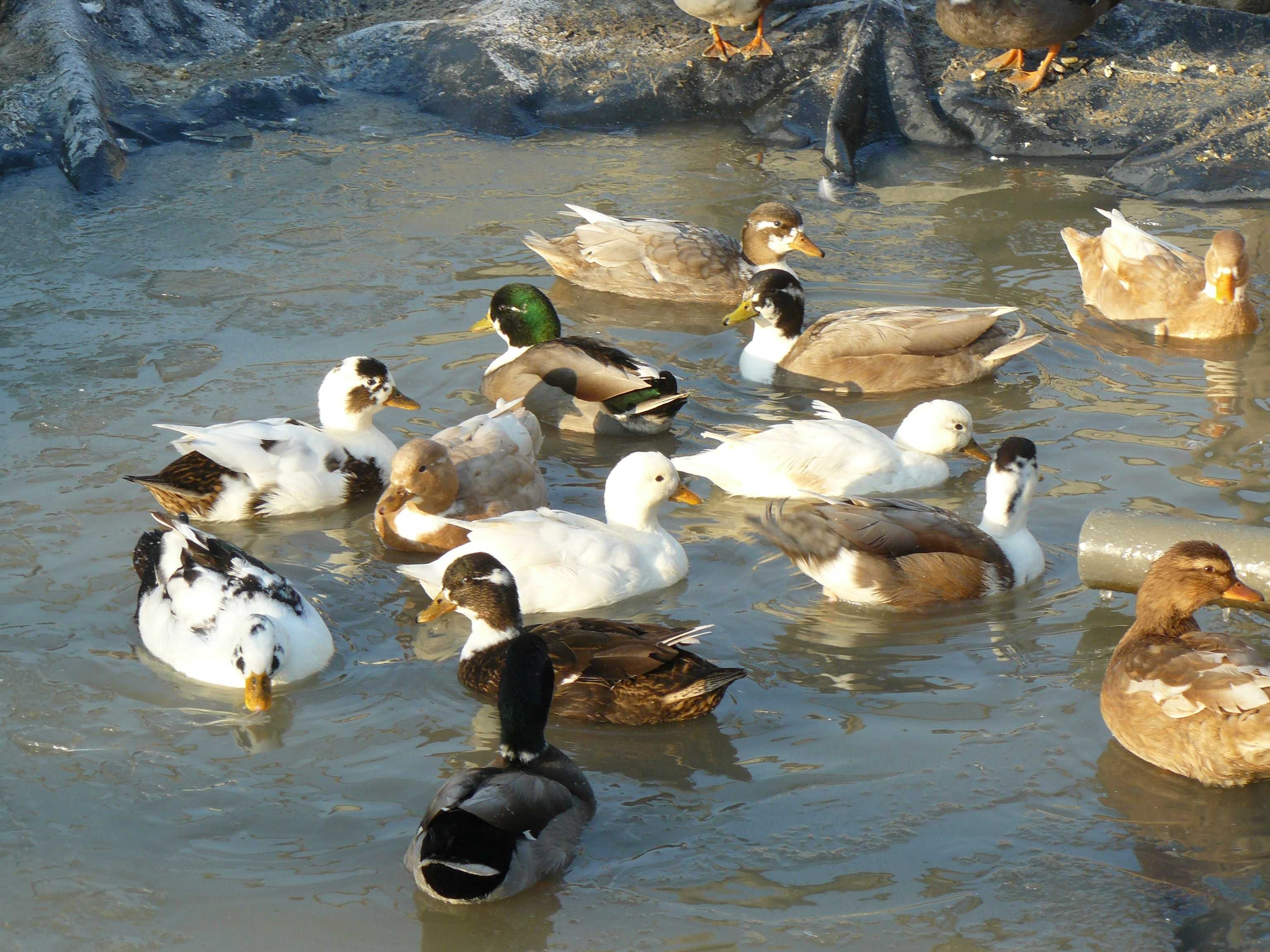 Kaczki ozdobne Call duck.