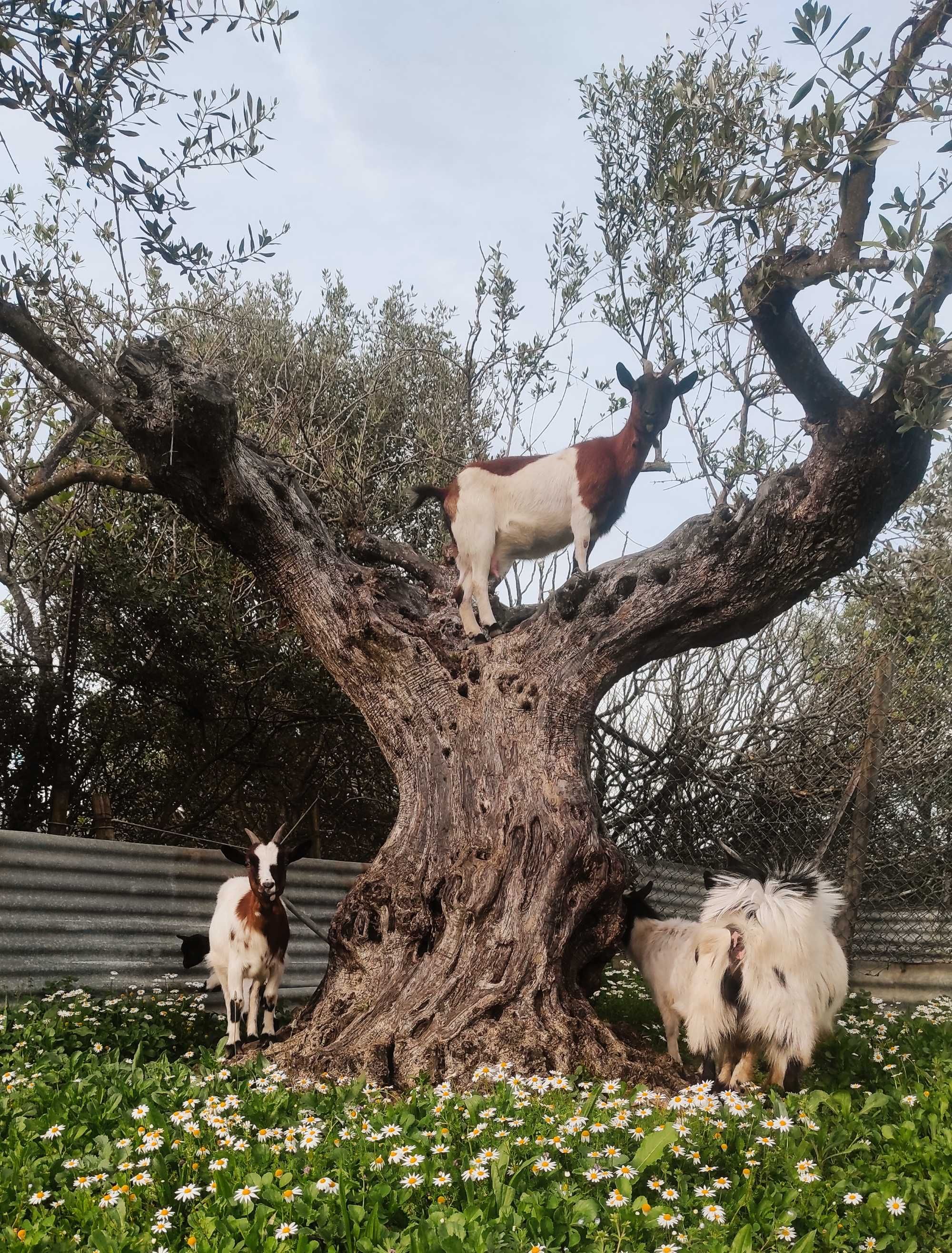 cabras anãs, com cerca de um mês de vida.