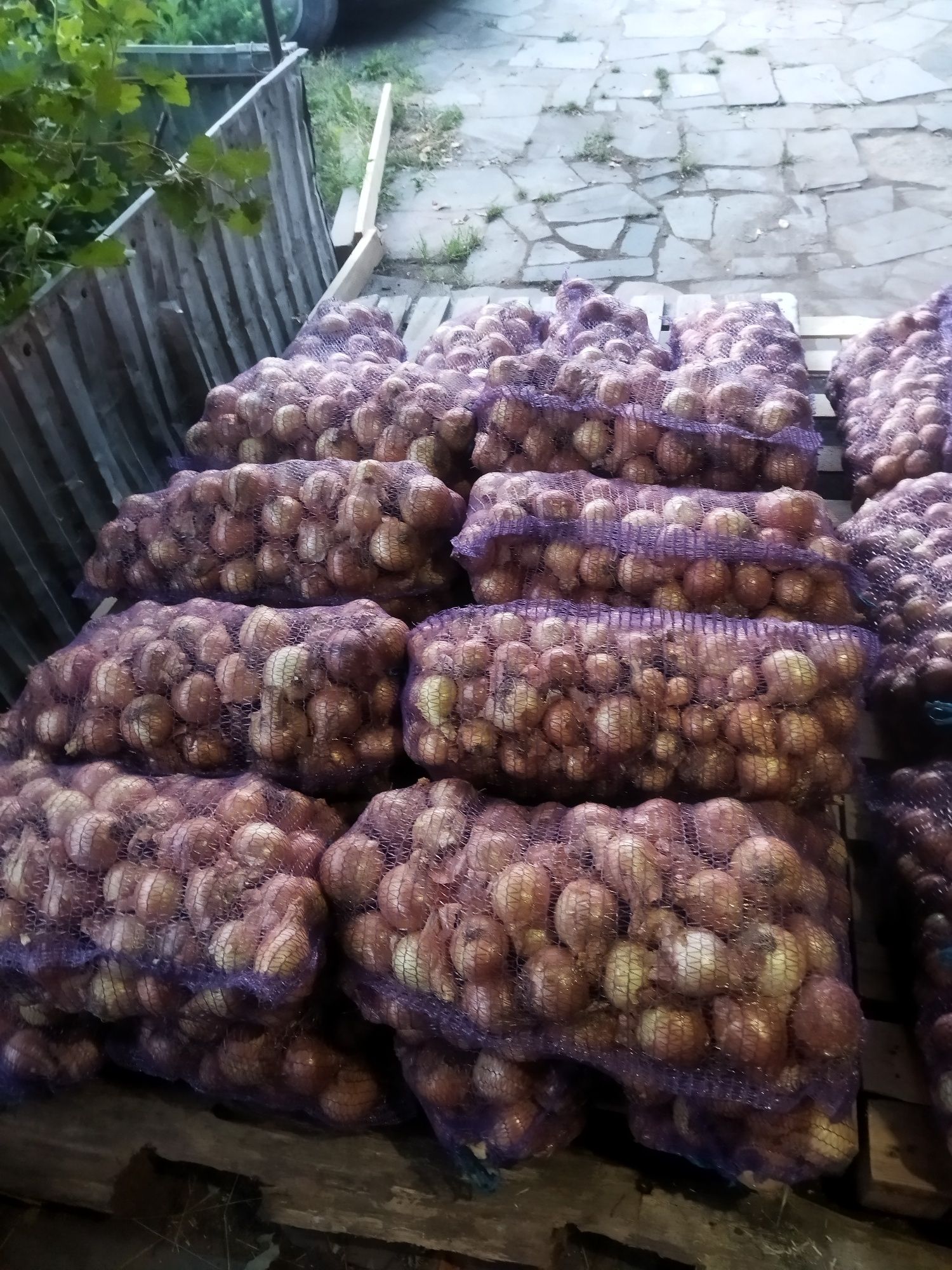 Продам цибулю Голандського сорту радар