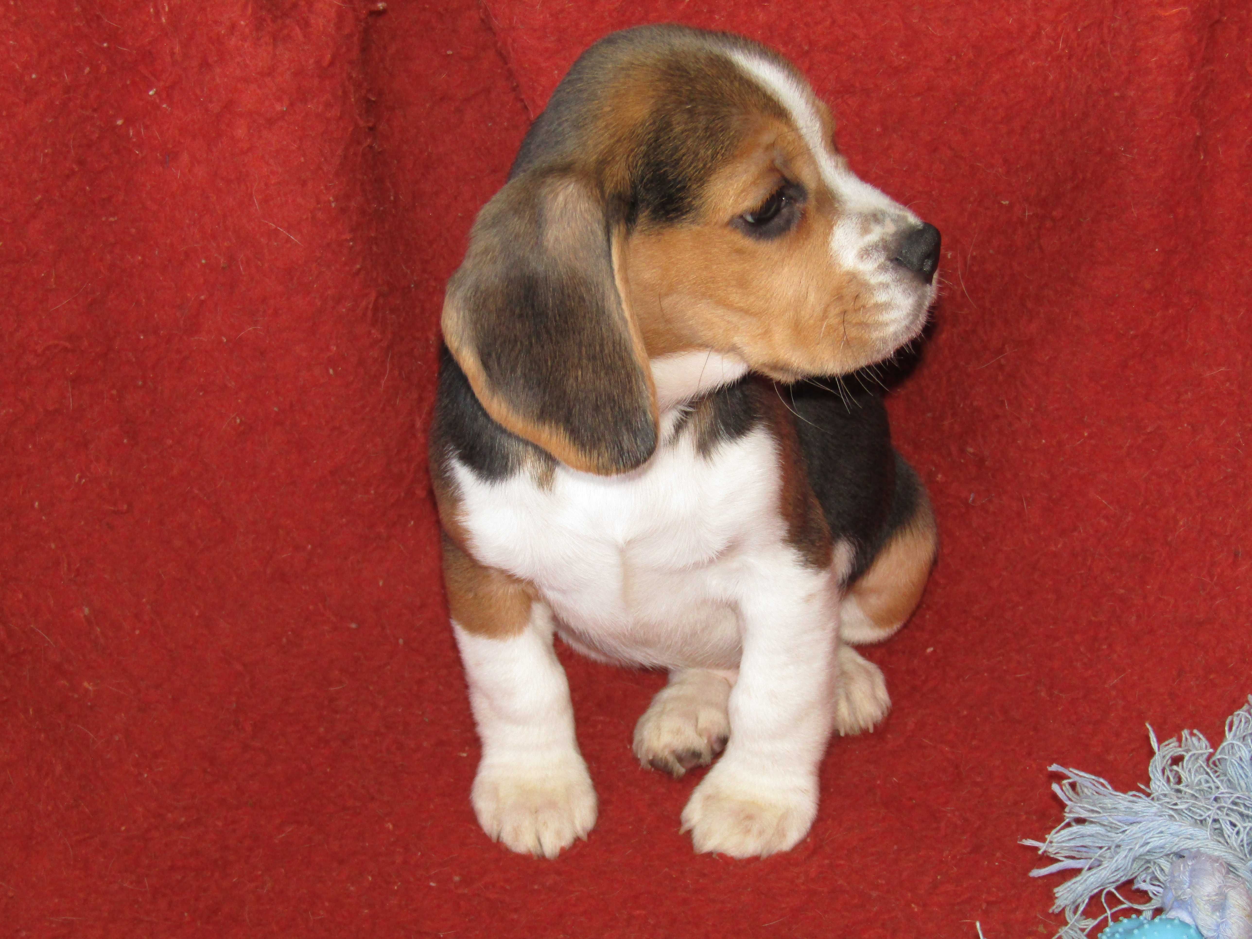 Beagle Tricolor Porte Pequeno com LOP/Pedigree/Afixo