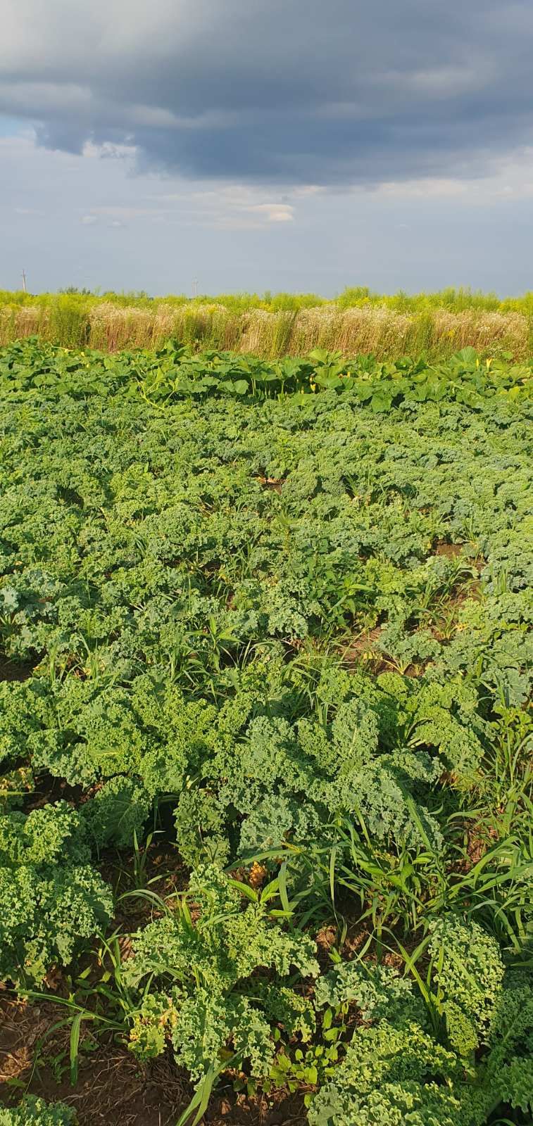 Капуста Кале,Кейл(Kale)