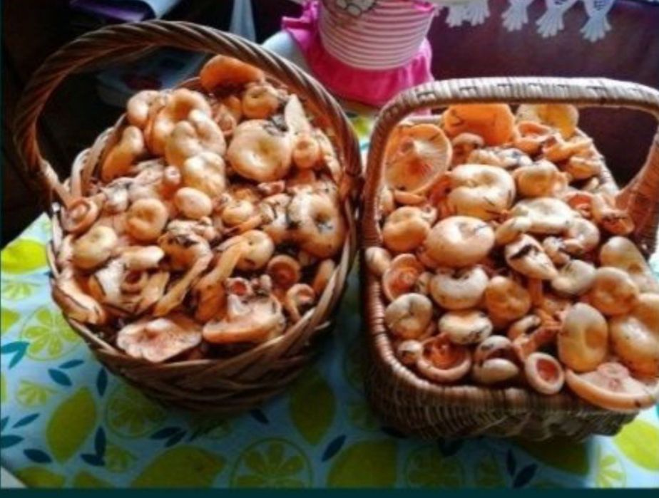 Grzyby rydze  wysylka świeże ładne grzybki