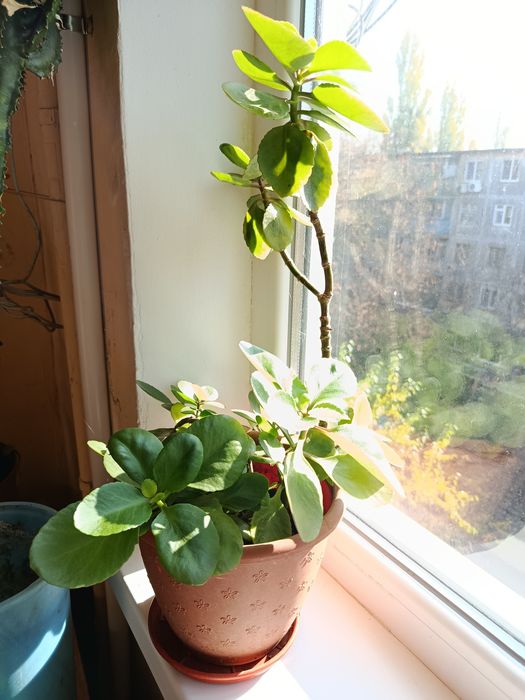 Каланхоэ цветущий