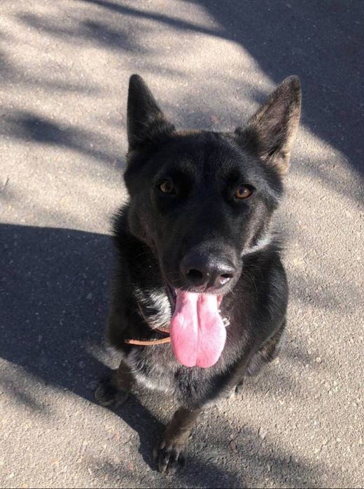 Отдам даром в добрые руки собаку породы Малинуа