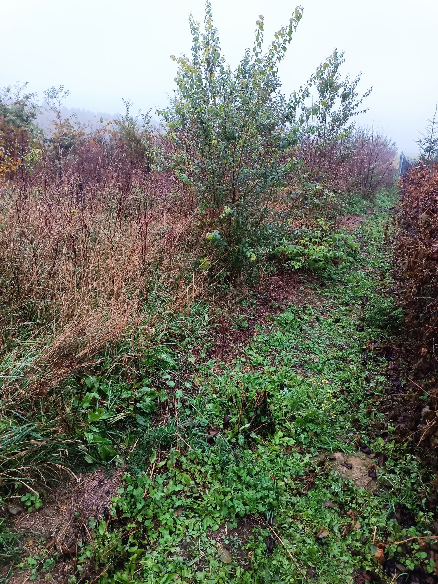 Zlecę mulczerowanie, mulczerem leśnym działki 2500m2