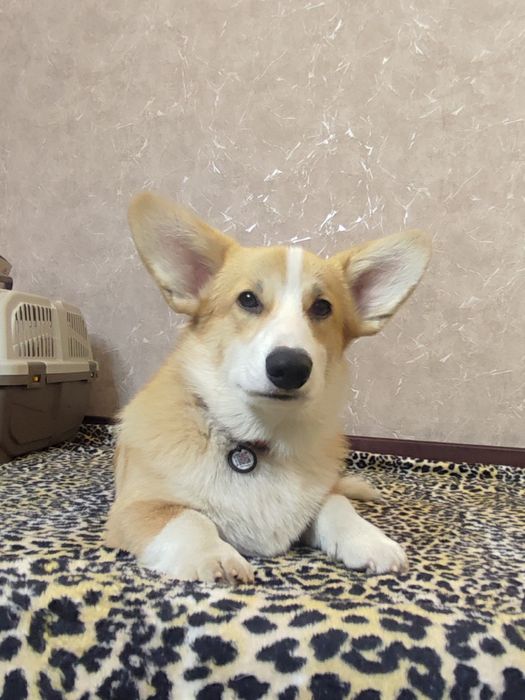 Класнючі хлопчики Вельш Коргі пемброк