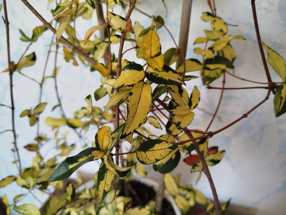 Комнатные растения, экзоты, саженцы и черенки