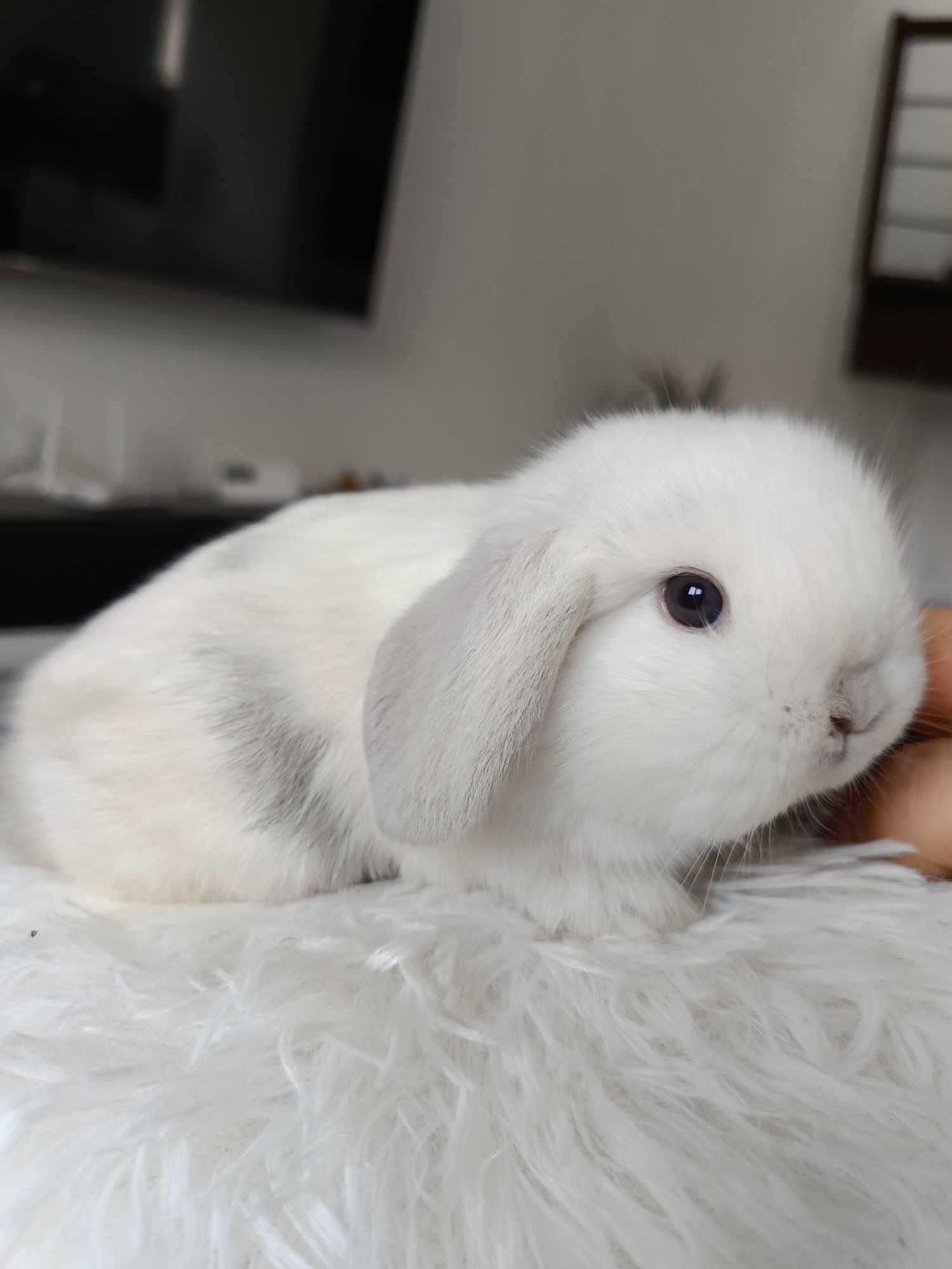 Mini lop karzełek Teddy hodowla