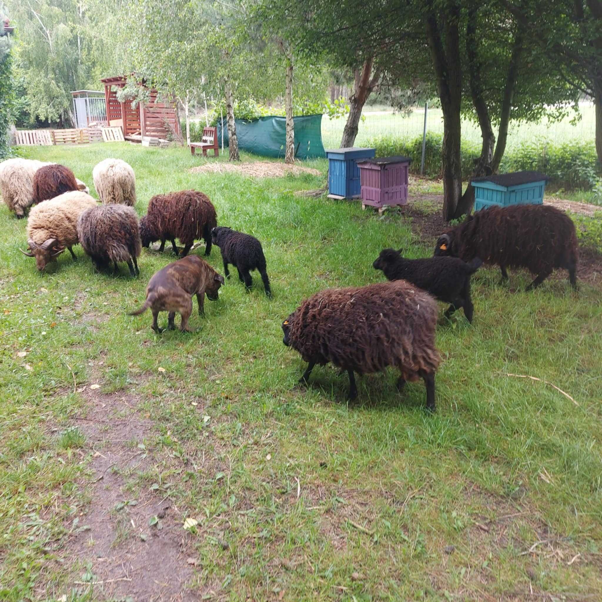 Sprzedam stado owiec