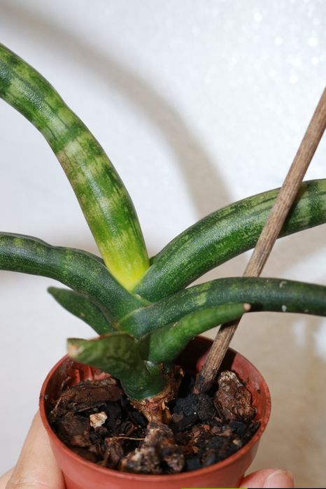 Vendo cactos e suculentas