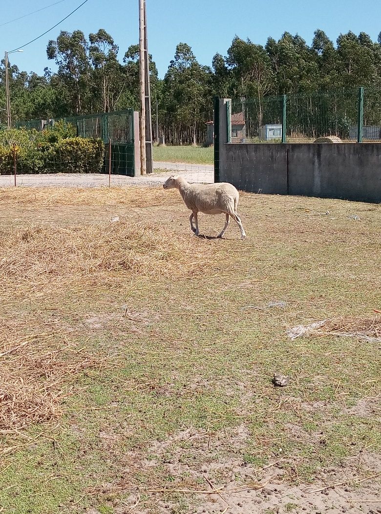 Vendo cinco ovelhas