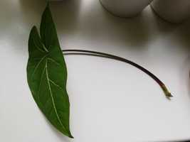 Syngonium Arrow wąskie liście zroślicha