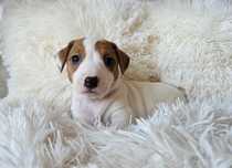 Jack Russell Terrier suczka gładkowłosa 1#