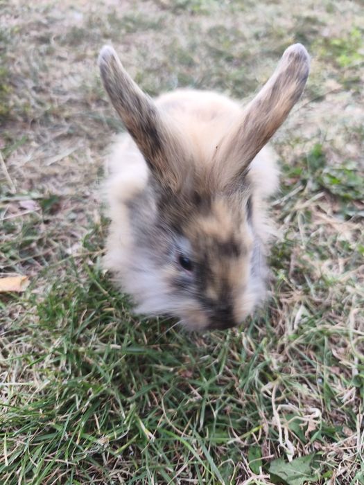 Króliczki miniaturki