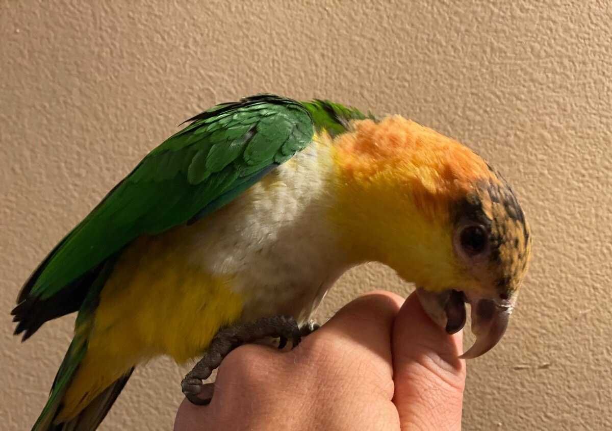 Идеальный домашний питомец — попугай Каик