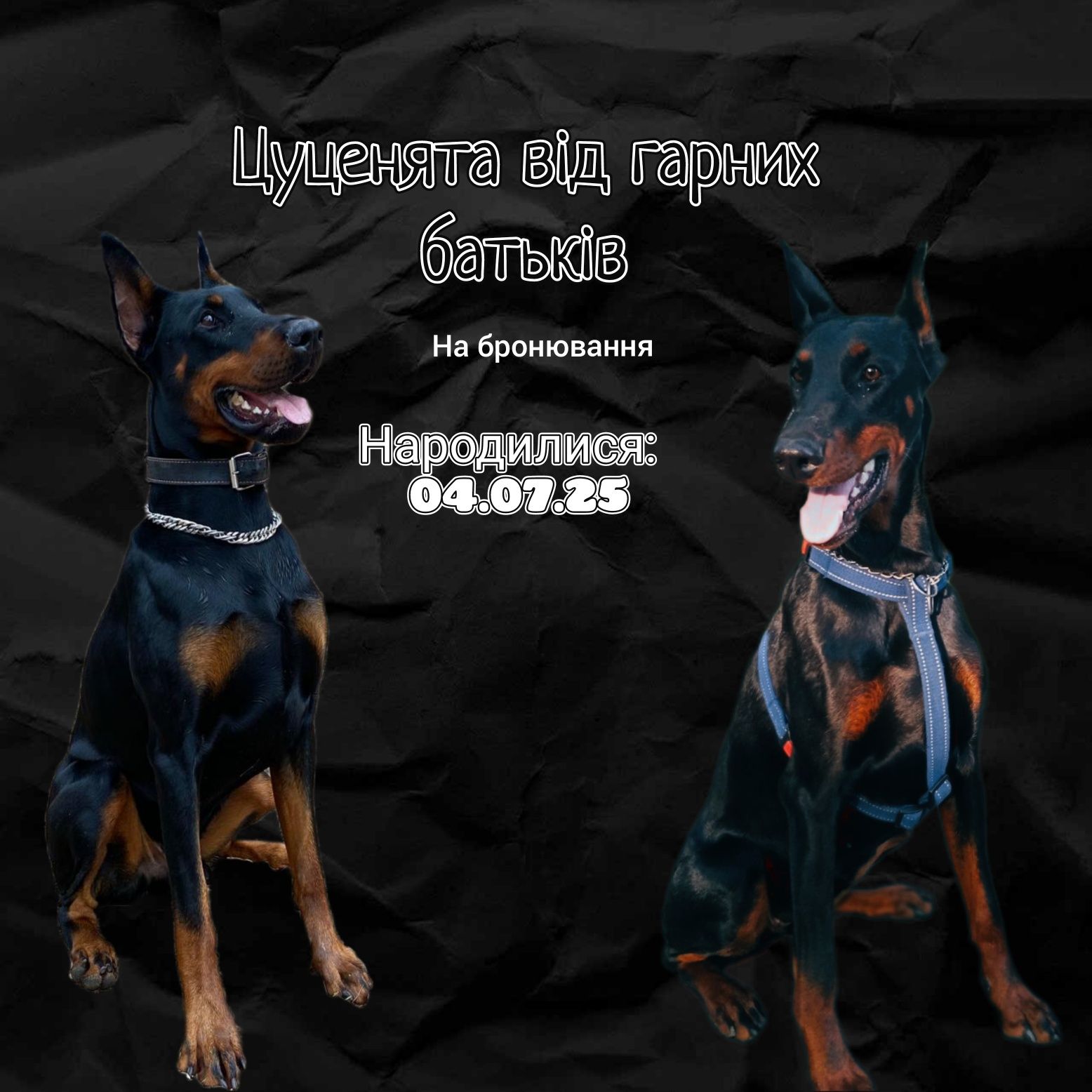 Цуценята добермана
