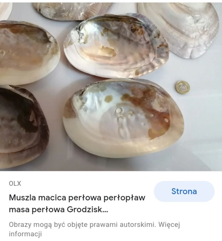 Zawieszka z muszli